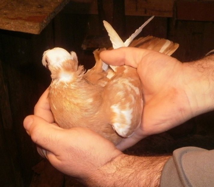 PB190560 - Expoziția Națională Băicoi 2017