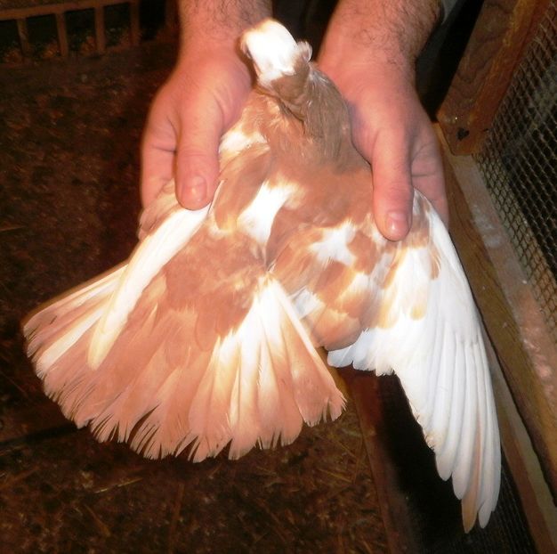 PB190561 - Expoziția Națională Băicoi 2017