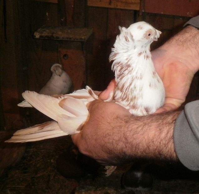 PB190563 - Expoziția Națională Băicoi 2017