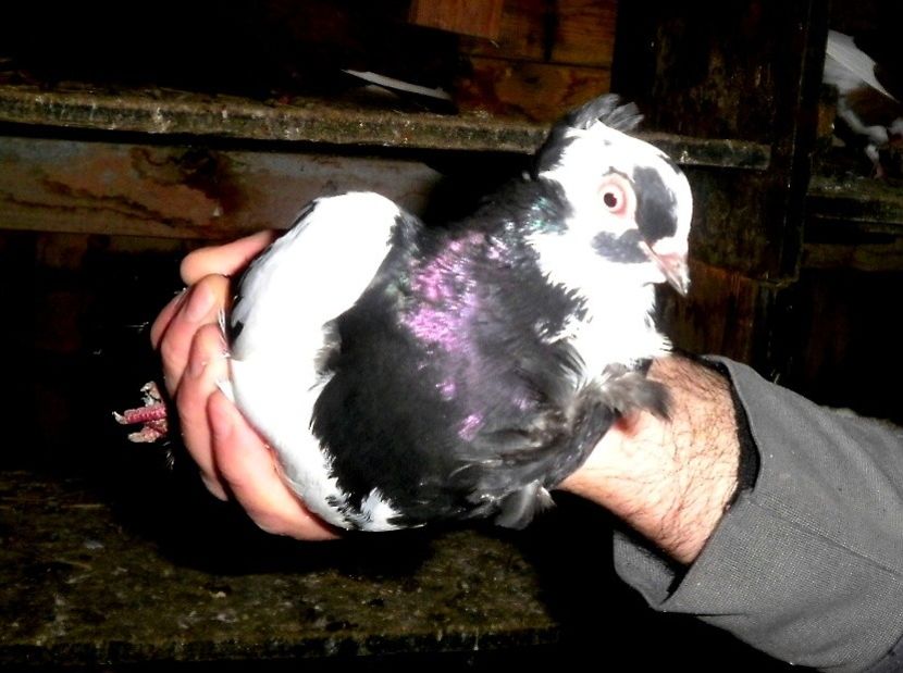 PB190574 - Expoziția Națională Băicoi 2017