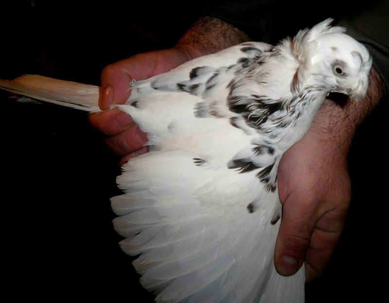 PB190578 - Expoziția Națională Băicoi 2017