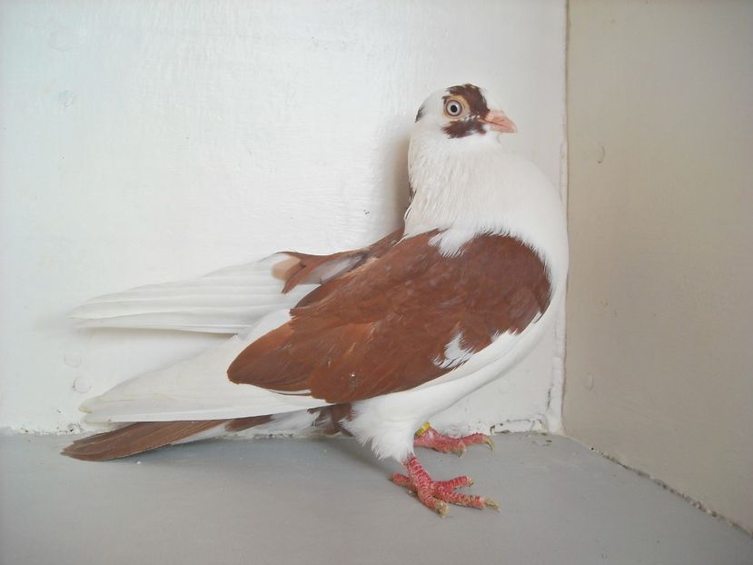  - jucatori de galati pe ros