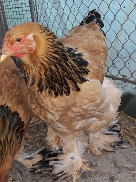  - Brahma columbia 2018