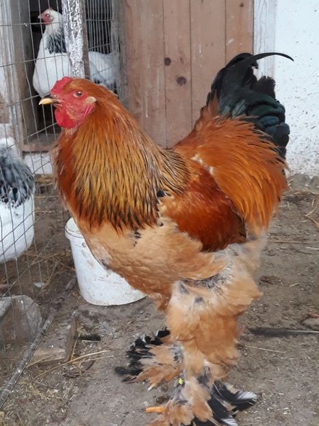  - Brahma columbia 2018