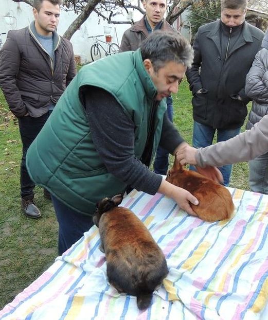 prez rase 17 - Reuniune Râșnov 2017