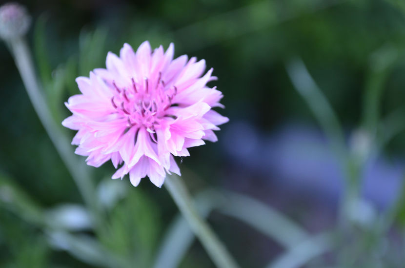  - dragostea  de natura