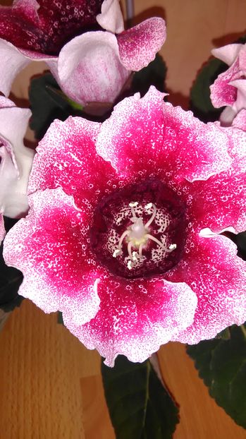  - Gloxinii 2017-2019