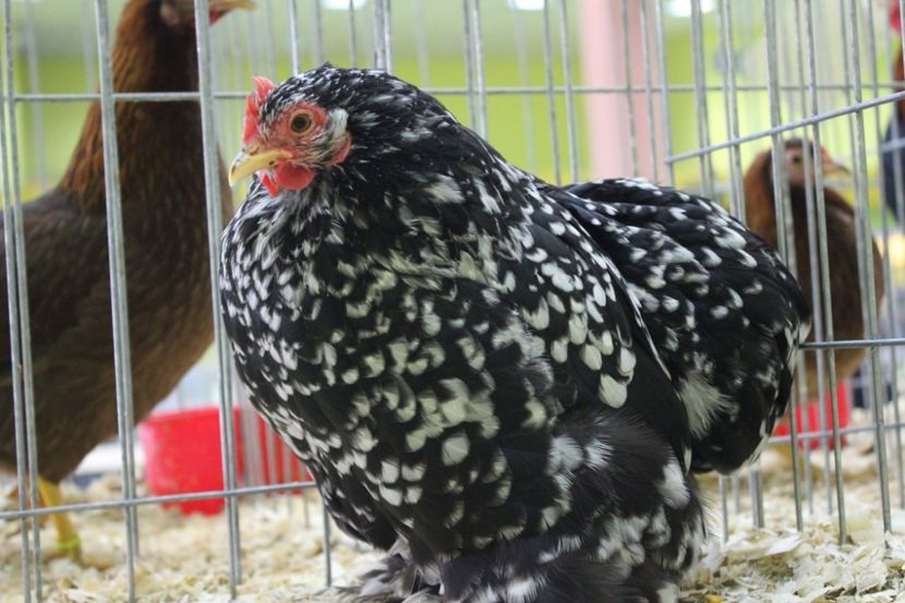 25346513_1071495922991428_784558036_o - cochin bobat pitic