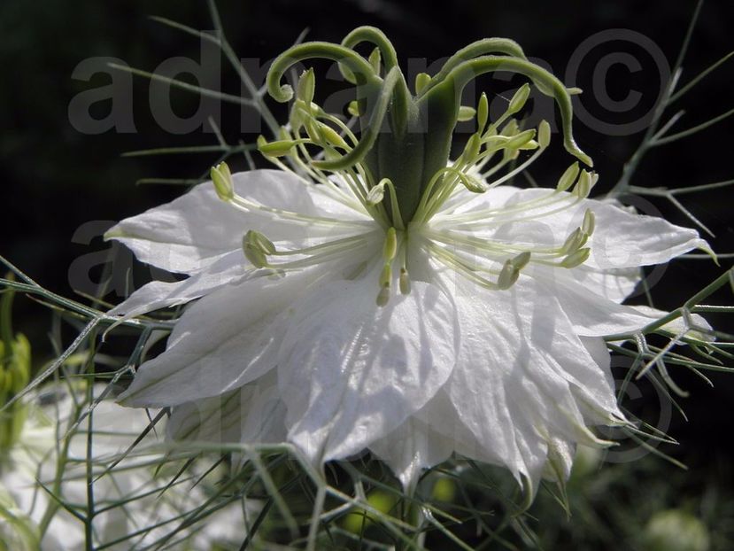  - Nigella damascena