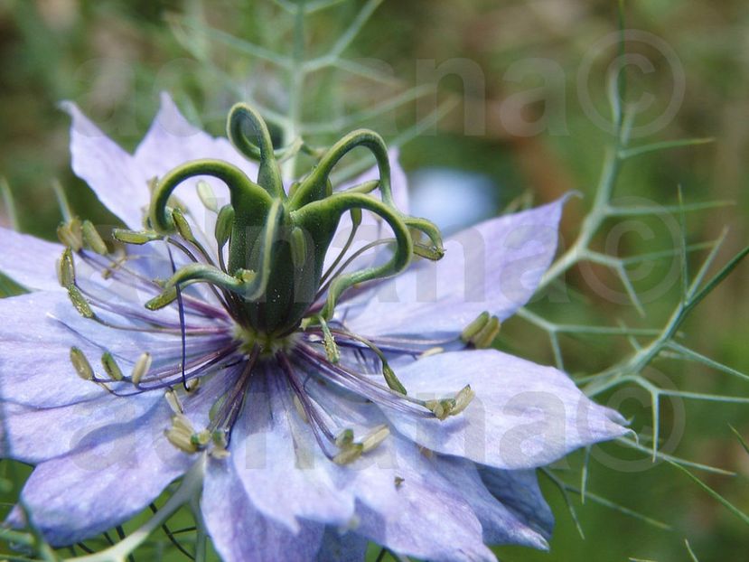  - Nigella damascena