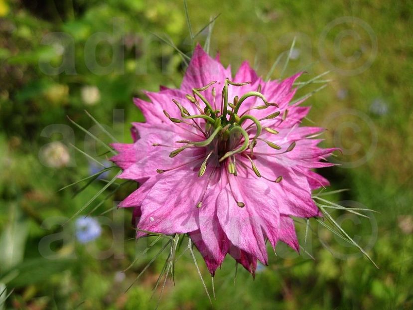  - Nigella damascena