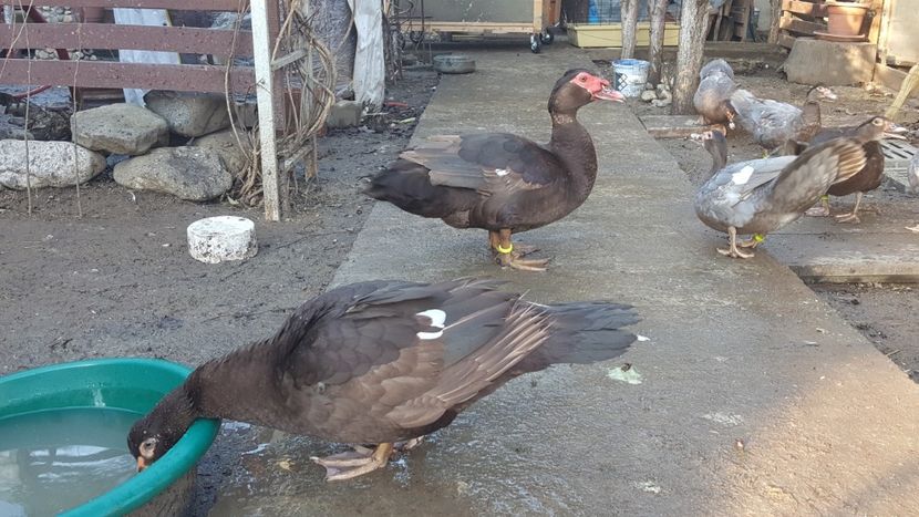 Matthias si haremul - Bomboane asortate 2017