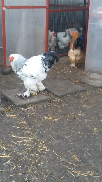  - Brahma Varietăţii pt 2018