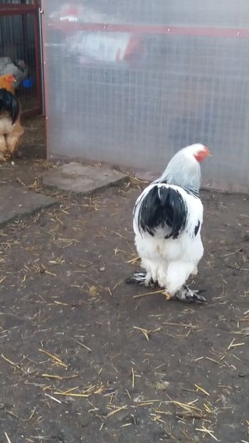  - Brahma Varietăţii pt 2018