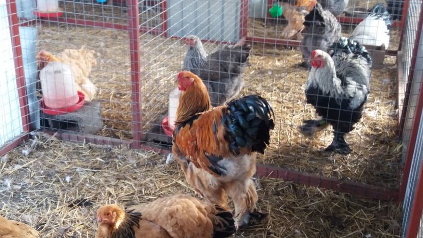  - Brahma Varietăţii pt 2018
