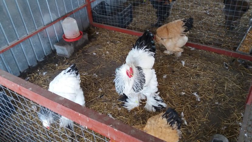  - Brahma Varietăţii pt 2018