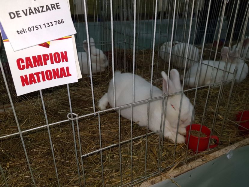  - -campioni iepuri