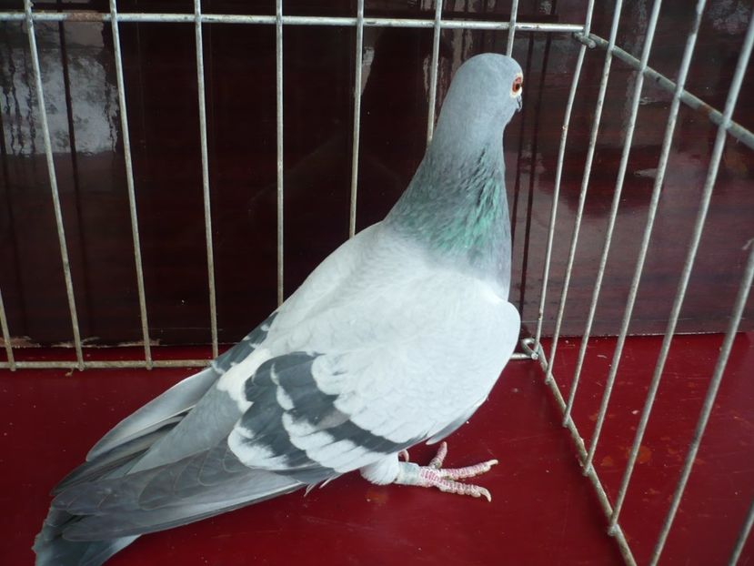 P1050161 - De vanzare voiajori