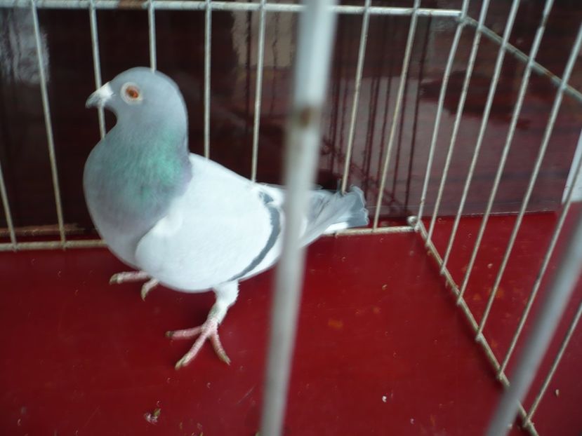 P1050159 - De vanzare voiajori