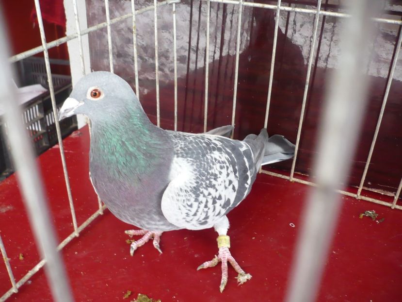 P1050164 - De vanzare voiajori