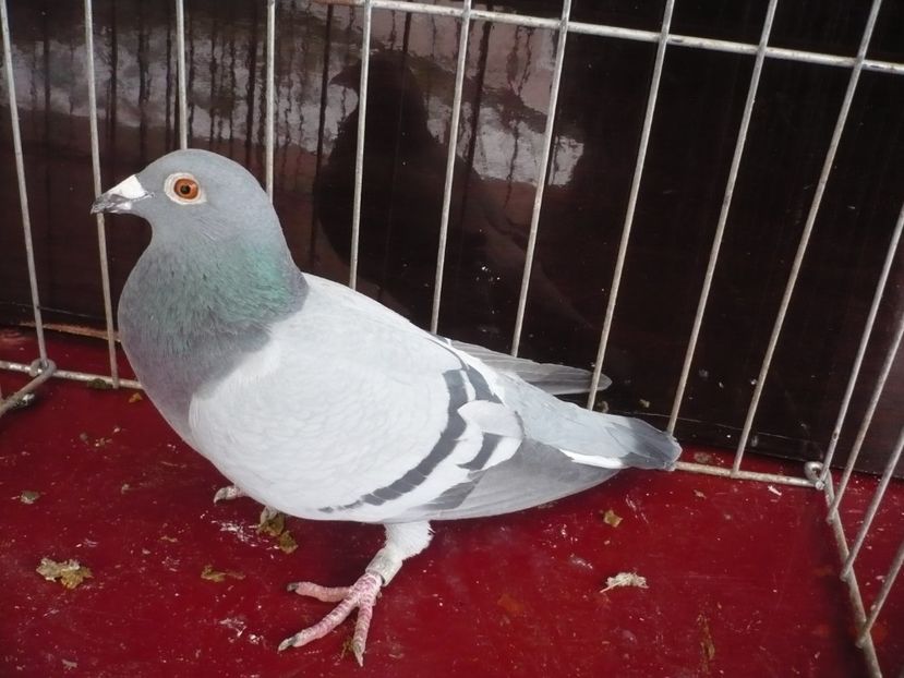 P1050195 - De vanzare voiajori