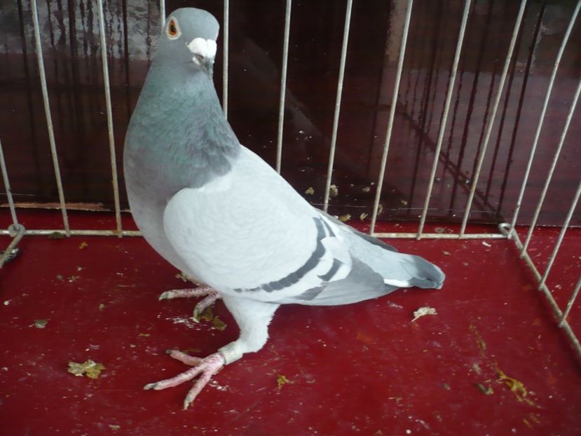 P1050194 - De vanzare voiajori