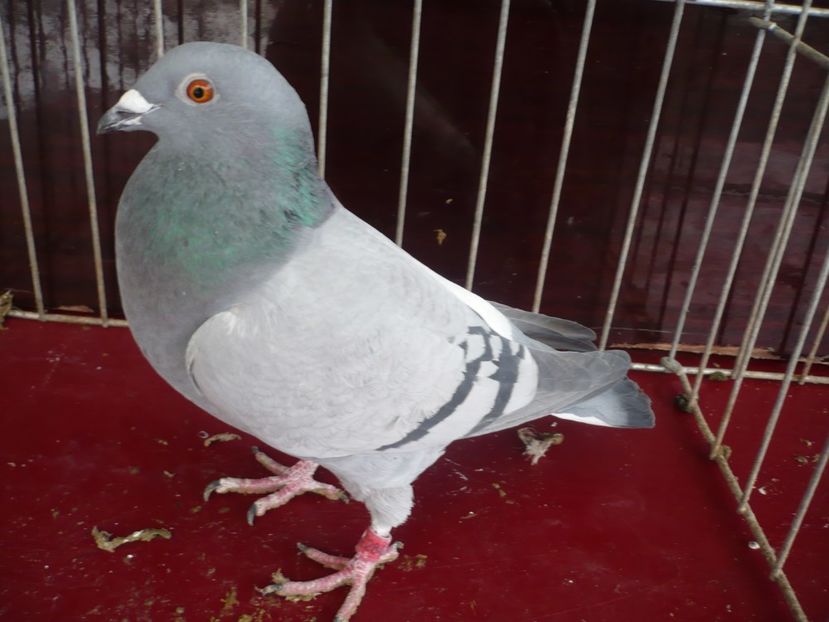 P1050189 - De vanzare voiajori