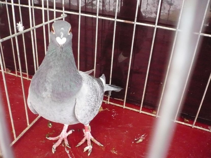 P1050170 - De vanzare voiajori