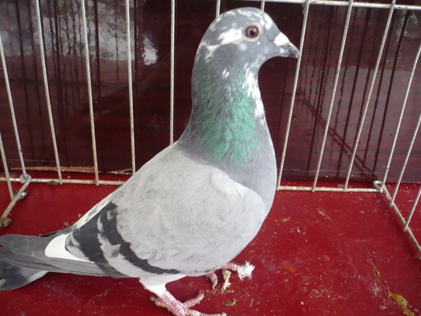 P1050185 - De vanzare voiajori