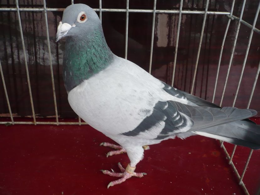 P1050178 - De vanzare voiajori