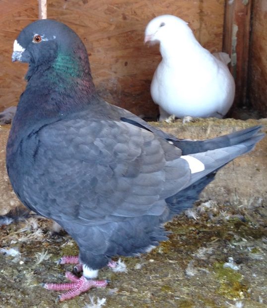 F - 3-VOIAJORI AMERICANI-american giant homer