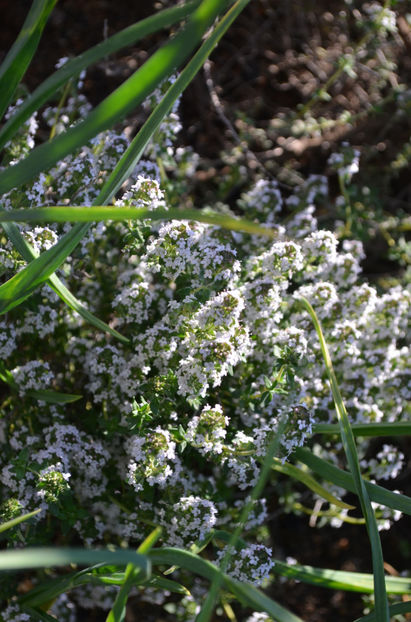  - gradina de legume si zarzavat