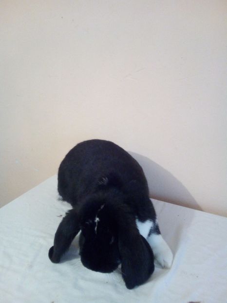  - FEMELA BG NEGRU MANTULAT