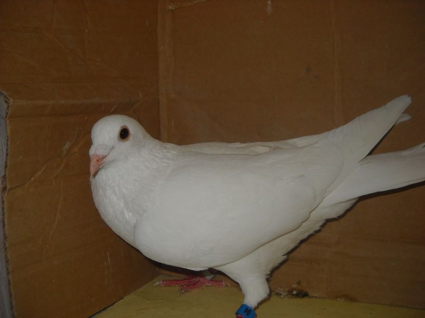 M.2017 - PORUMBEI VANDUTI