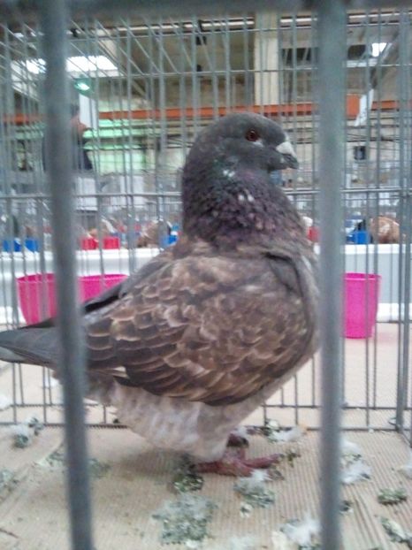 F 2017 - Tineret matca 2018