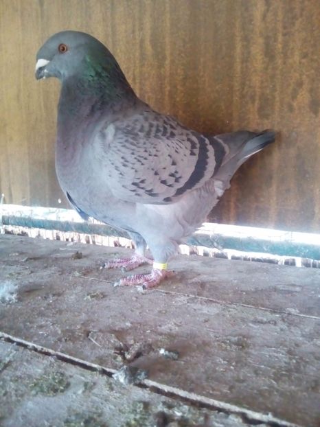 F 2017 - Tineret matca 2018