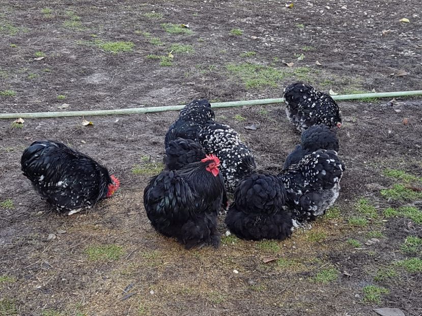  - COCHINCHINA PITIC BOBAT SI NEGRU 2018