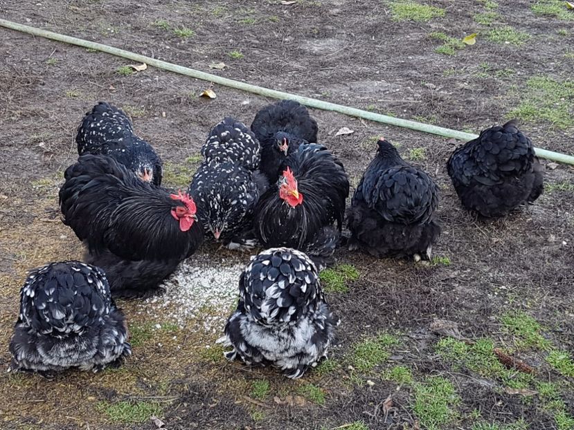  - COCHINCHINA PITIC BOBAT SI NEGRU 2018