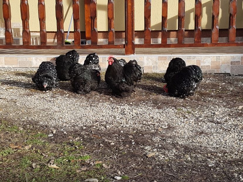  - COCHINCHINA PITIC BOBAT SI NEGRU 2018