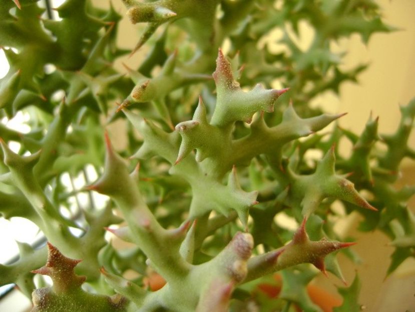 Euphorbia stenoclada - Suculente 2017