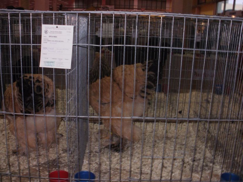 P2190033 - Expozitia nationala Bucuresti 2017