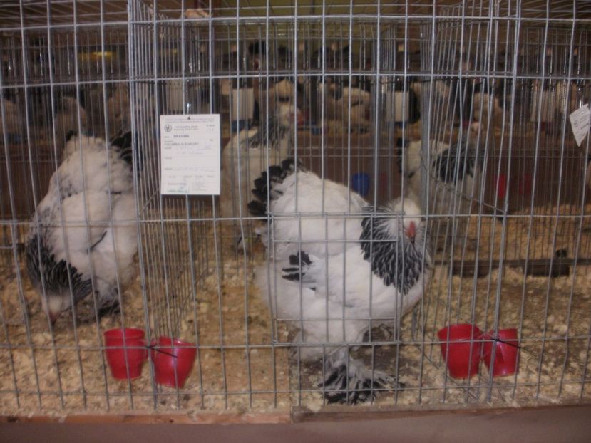 P2190022 - Expozitia nationala Bucuresti 2017