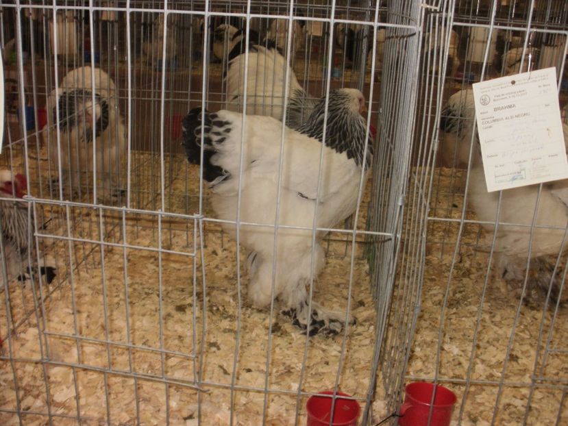 P2190037 - Expozitia nationala Bucuresti 2017