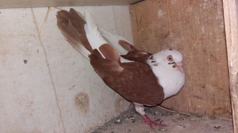 109442543-1 - vanduti