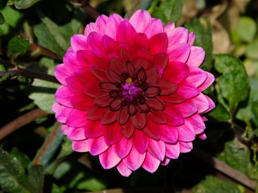  - 2017_09_Septembrie