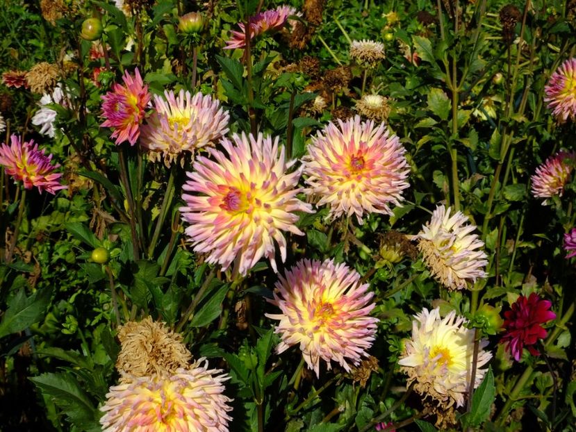  - 2017_09_Septembrie