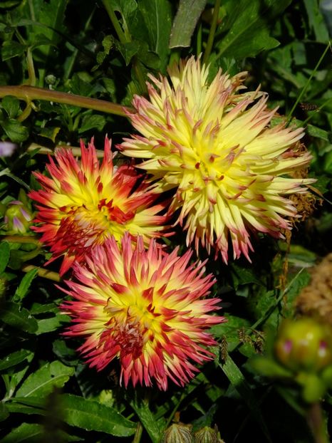  - 2017_09_Septembrie