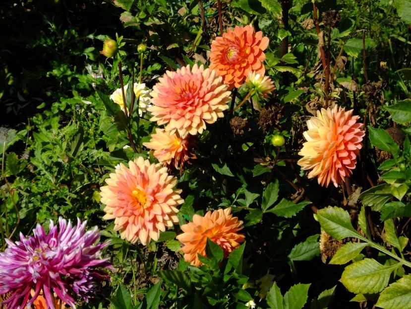  - 2017_09_Septembrie