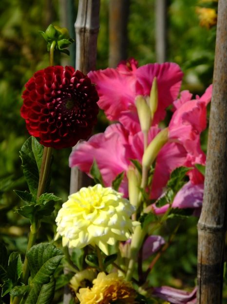  - 2017_09_Septembrie