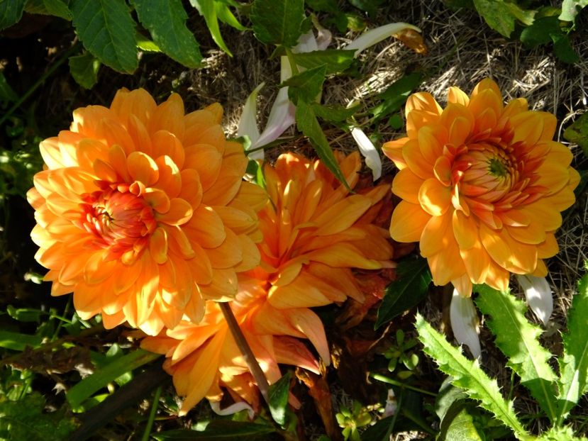  - 2017_09_Septembrie